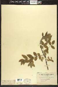 Zanthoxylum americanum image