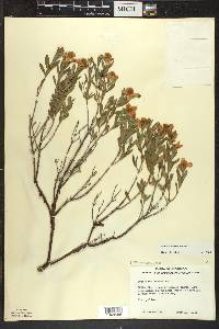 Hypericum kalmianum image