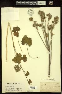 Malva moschata image