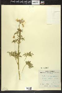 Malva moschata image