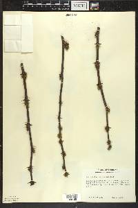 Zanthoxylum americanum image