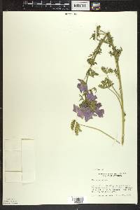 Malva moschata image