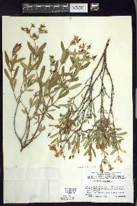 Hypericum kalmianum image