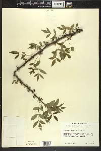 Zanthoxylum americanum image