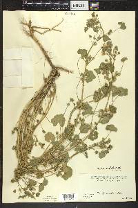 Malva neglecta image