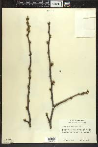 Zanthoxylum americanum image