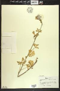 Malva moschata image