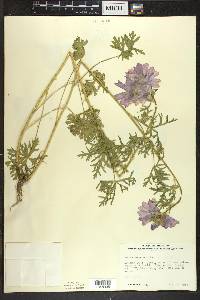 Malva moschata image