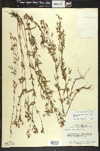 Hypericum majus image