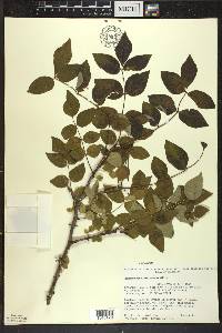 Zanthoxylum americanum image