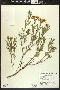 Hypericum kalmianum image