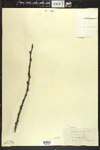 Zanthoxylum americanum image