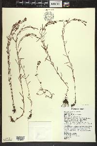 Hypericum canadense image