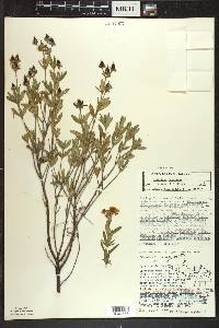 Hypericum kalmianum image