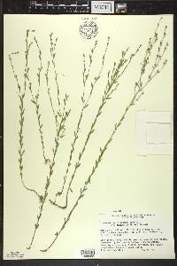 Linum medium var. texanum image