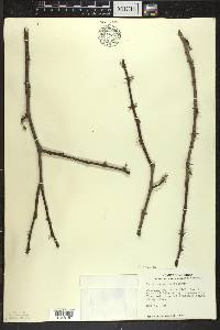 Zanthoxylum americanum image