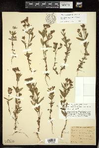 Hypericum majus image