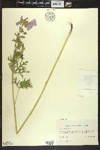 Malva moschata image