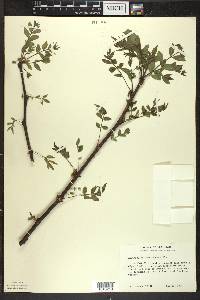 Zanthoxylum americanum image