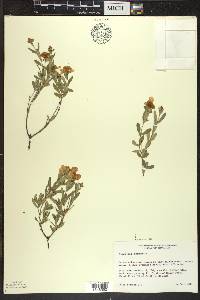 Hypericum kalmianum image