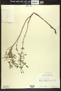 Hypericum kalmianum image