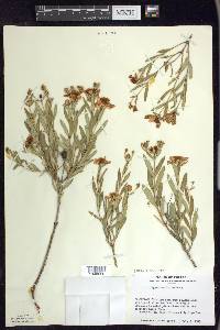 Hypericum kalmianum image