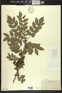 Zanthoxylum americanum image