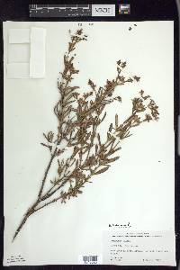 Hypericum kalmianum image