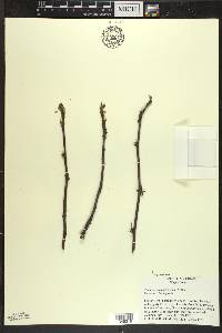 Zanthoxylum americanum image