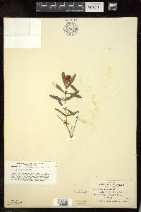 Hypericum kalmianum image