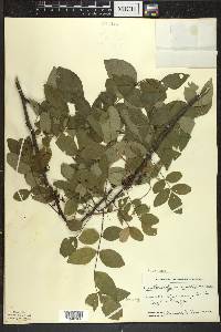 Zanthoxylum americanum image