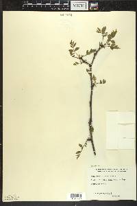 Zanthoxylum americanum image