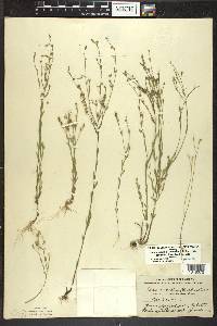 Linum medium var. texanum image