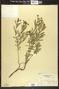 Hypericum kalmianum image