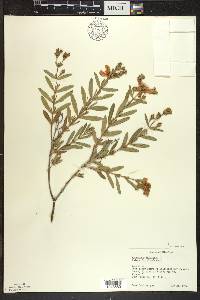 Hypericum kalmianum image