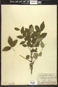 Zanthoxylum americanum image