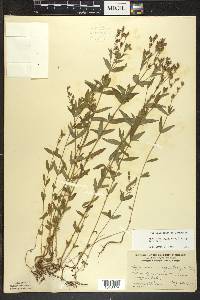 Hypericum majus image