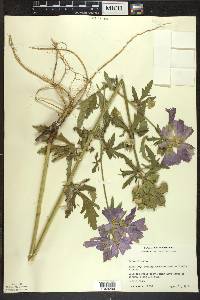 Malva alcea image