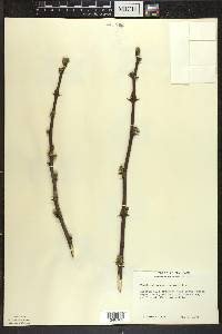 Zanthoxylum americanum image