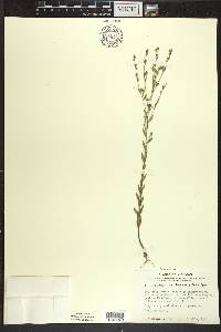 Linum medium var. texanum image