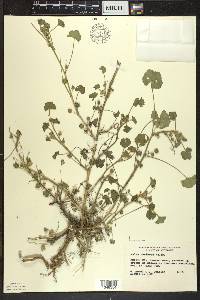 Malva neglecta image