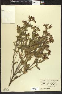 Hypericum kalmianum image