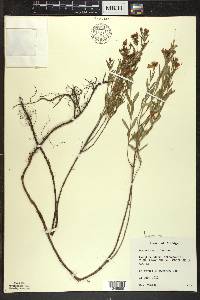 Hypericum kalmianum image