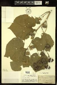 Abutilon theophrasti image