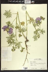 Malva moschata image