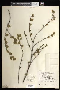 Betula pumila image