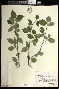 Corylus cornuta image