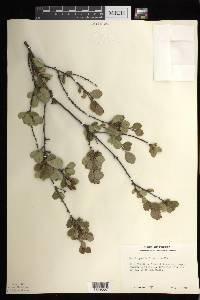 Betula pumila image