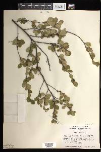 Betula pumila image