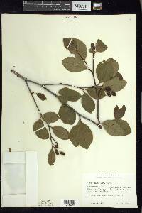 Alnus viridis image